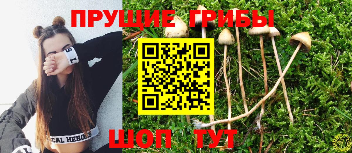 Псилоцибиновые грибы ЛСД  Вход с VPN  Павлово  Псилоцибиновые грибы Psilocybine cubensis 